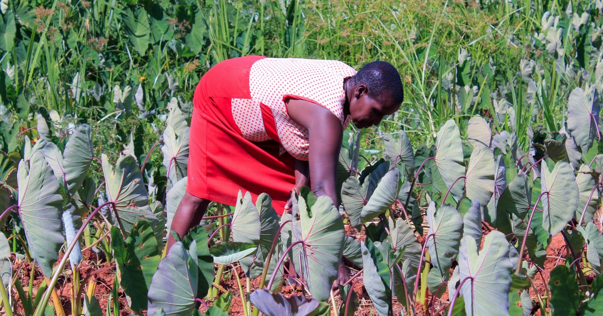 Consider Drought-Resistant Crops, Farmers