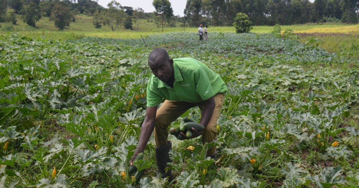 Exciting Times For Migori Horticulture Farmers As Demand Grows