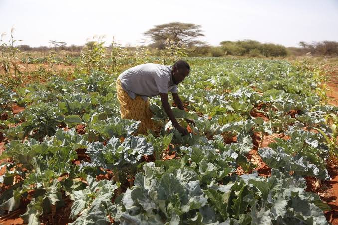 Man turns desert into fortune through irrigation