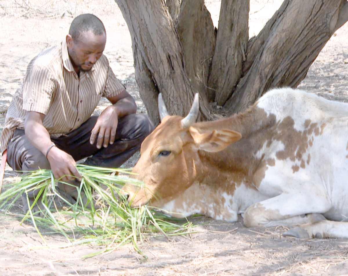 Impacts of climate change utterly devastates pastoral communities in Kenya