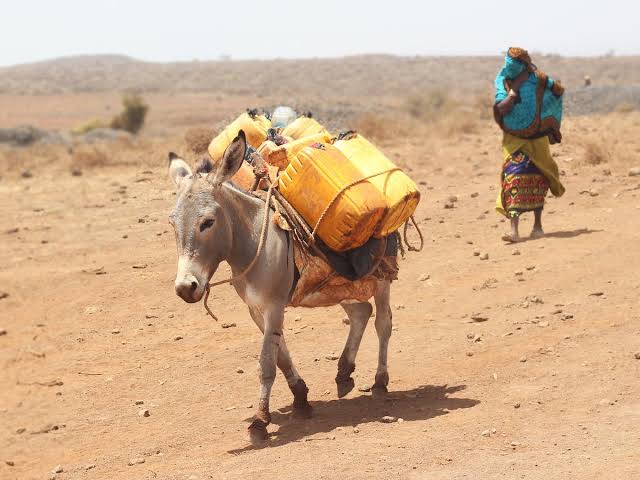 Lobby Raises Red Flag Over Donkeys Threat of Extermination