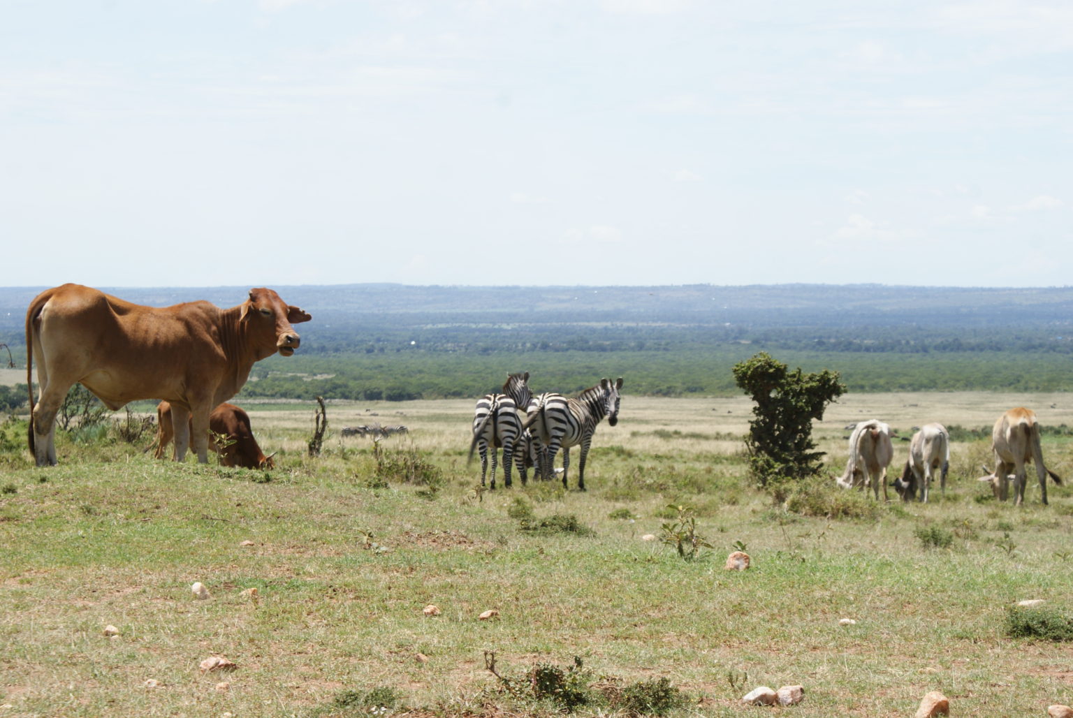 Mara Farmers To Restore Lost Wildlife Migratory Corridors With Crop And Pasture Swaps