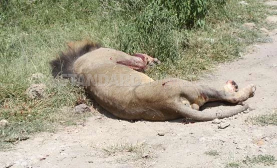 World Animal protection condemns the brutal Killing of six Lions in Kajiado County, Kenya